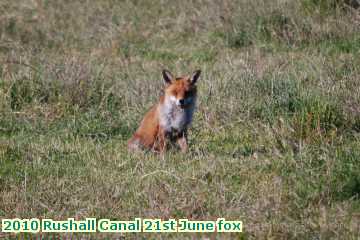  can 2010 Rushall Canal 21st June fox