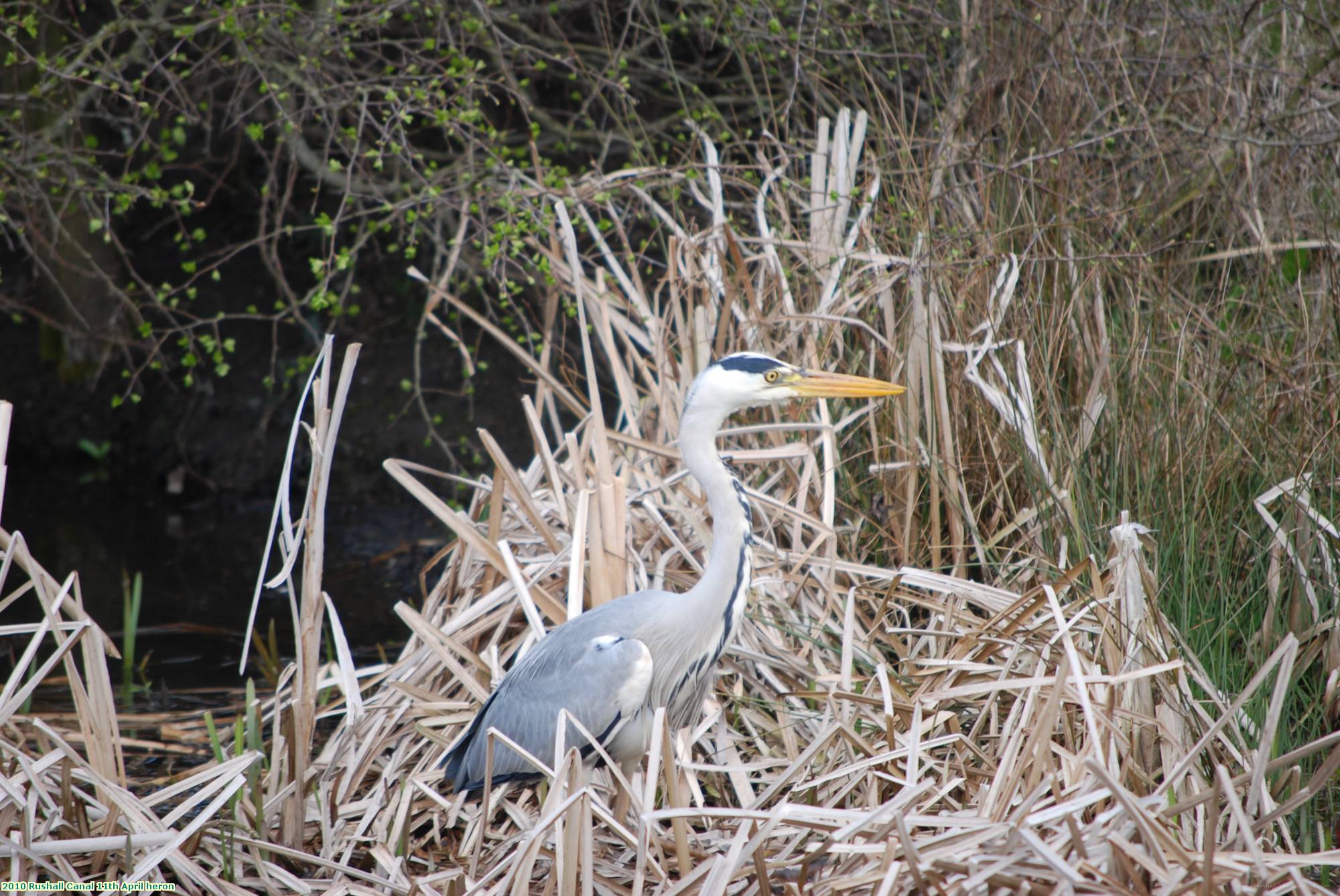 2010 Rushall Canal 11th April heron