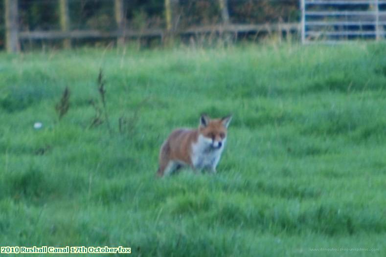 2010 Rushall Canal 17th October fox