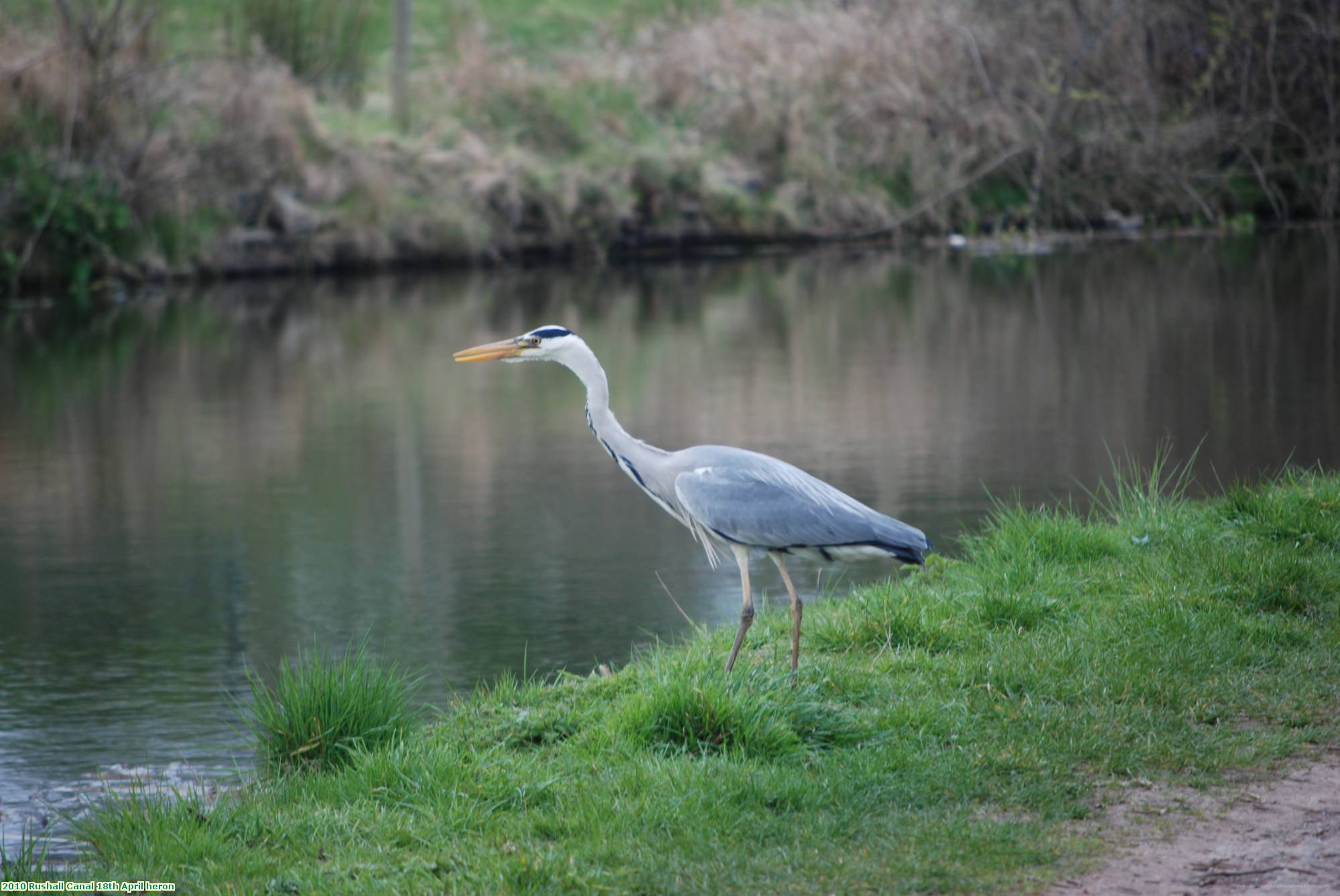 2010 Rushall Canal 18th April heron