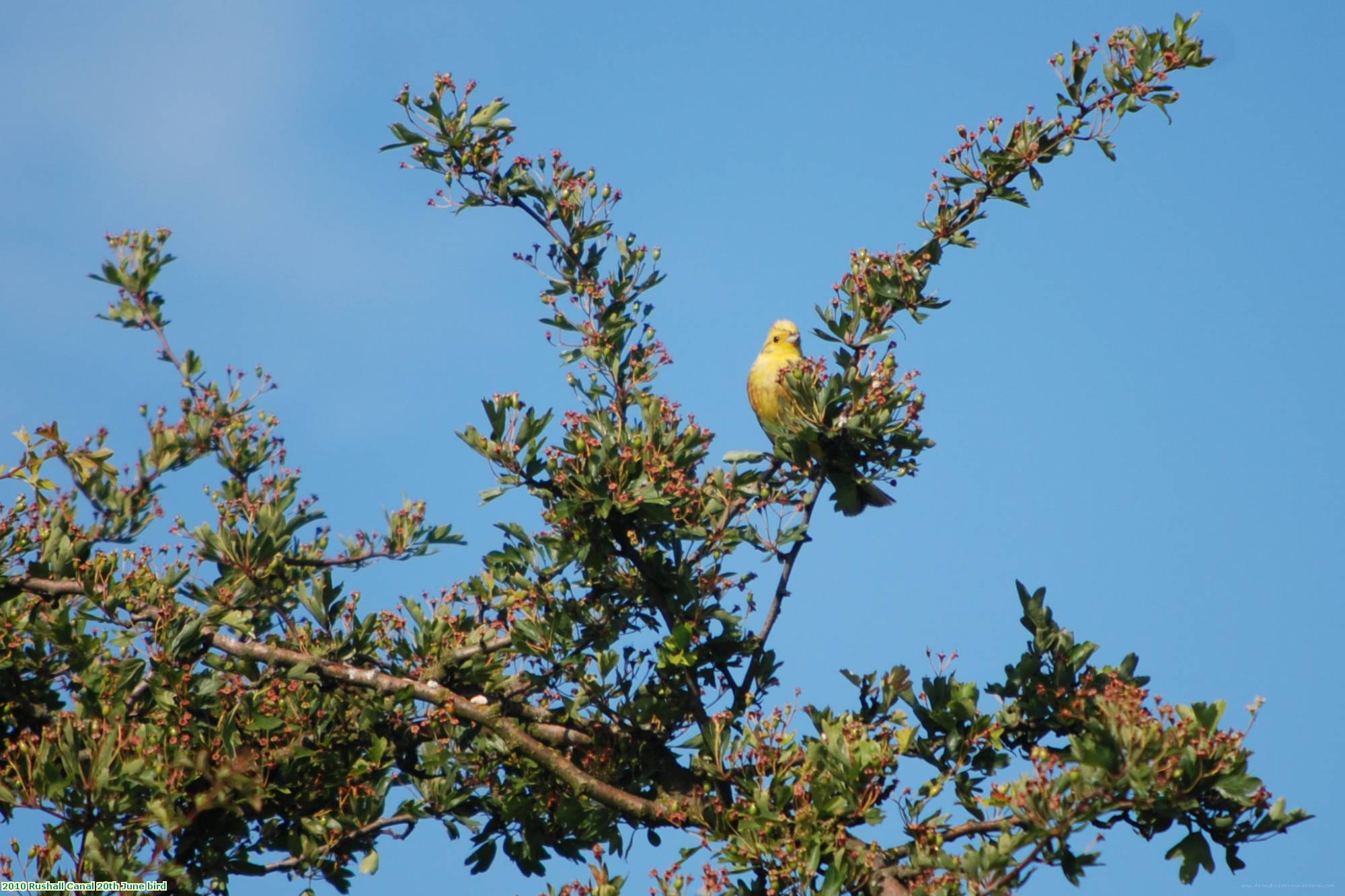 2010 Rushall Canal 20th June bird