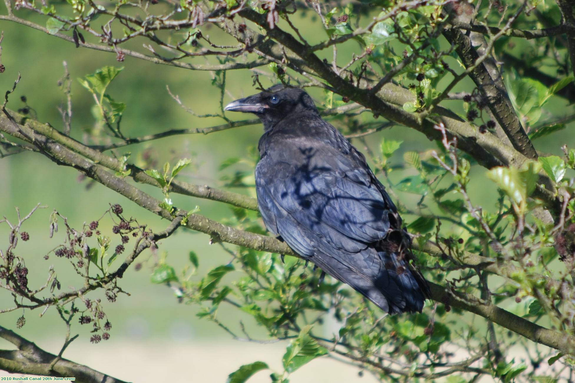 2010 Rushall Canal 20th June crow