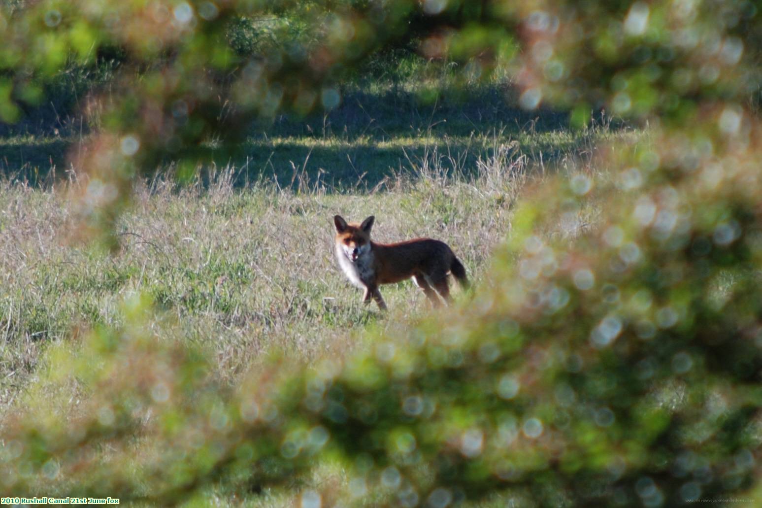 2010 Rushall Canal 21st June fox