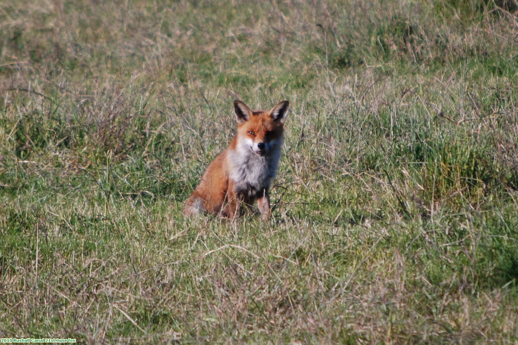 2010 Rushall Canal 21st June fox