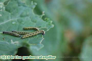  gard 2010 in the garden caterpillar