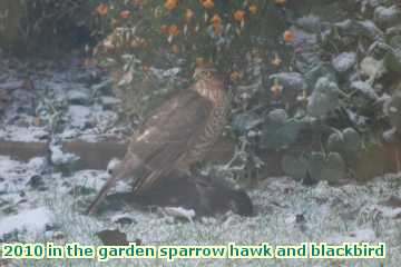  gard 2010 in the garden sparrow hawk and blackbird