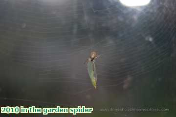  gard 2010 in the garden spider