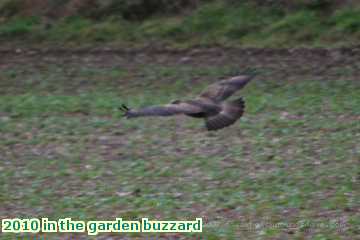  gard 2010 in the garden buzzard