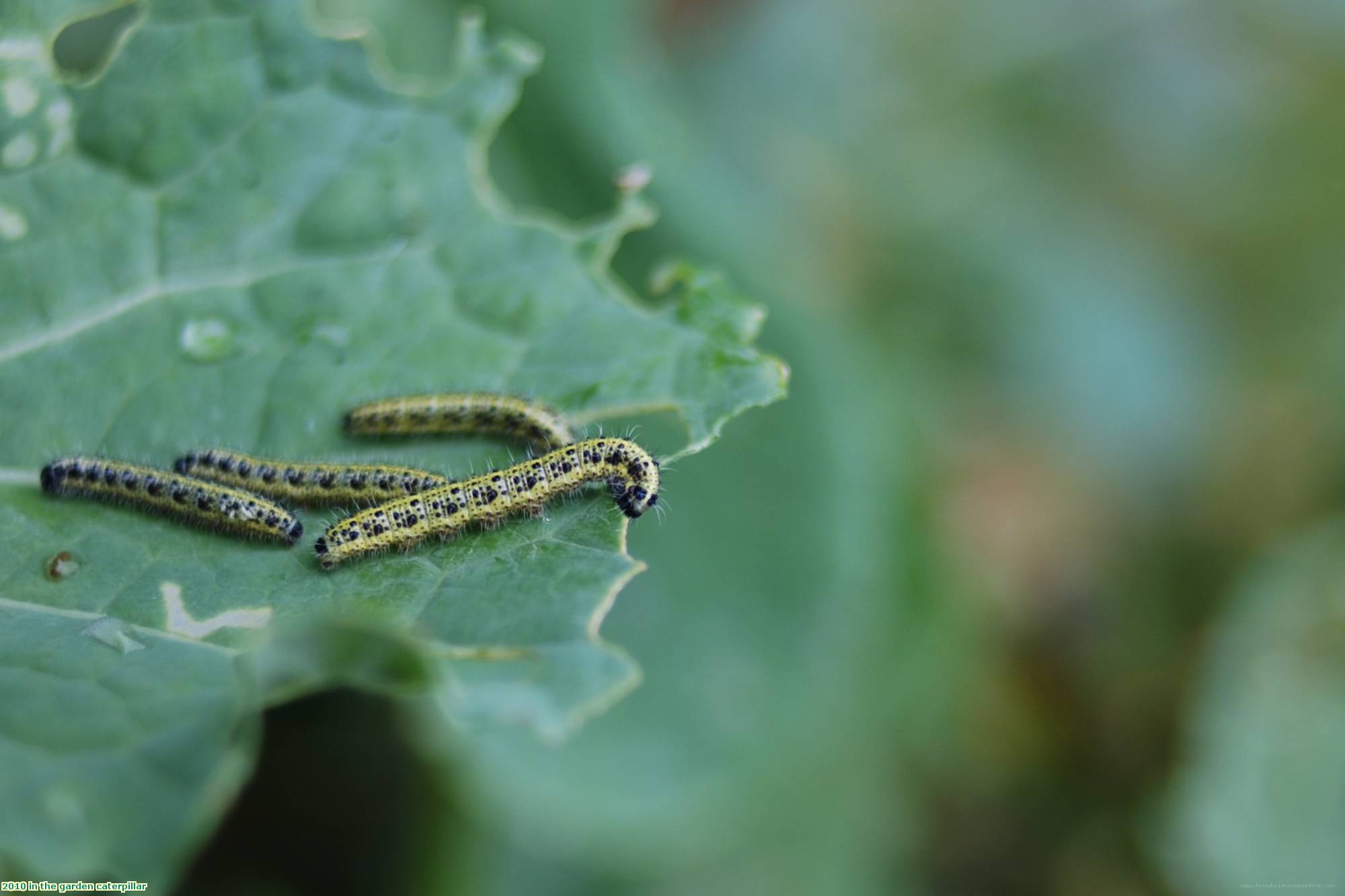 2010 in the garden caterpillar