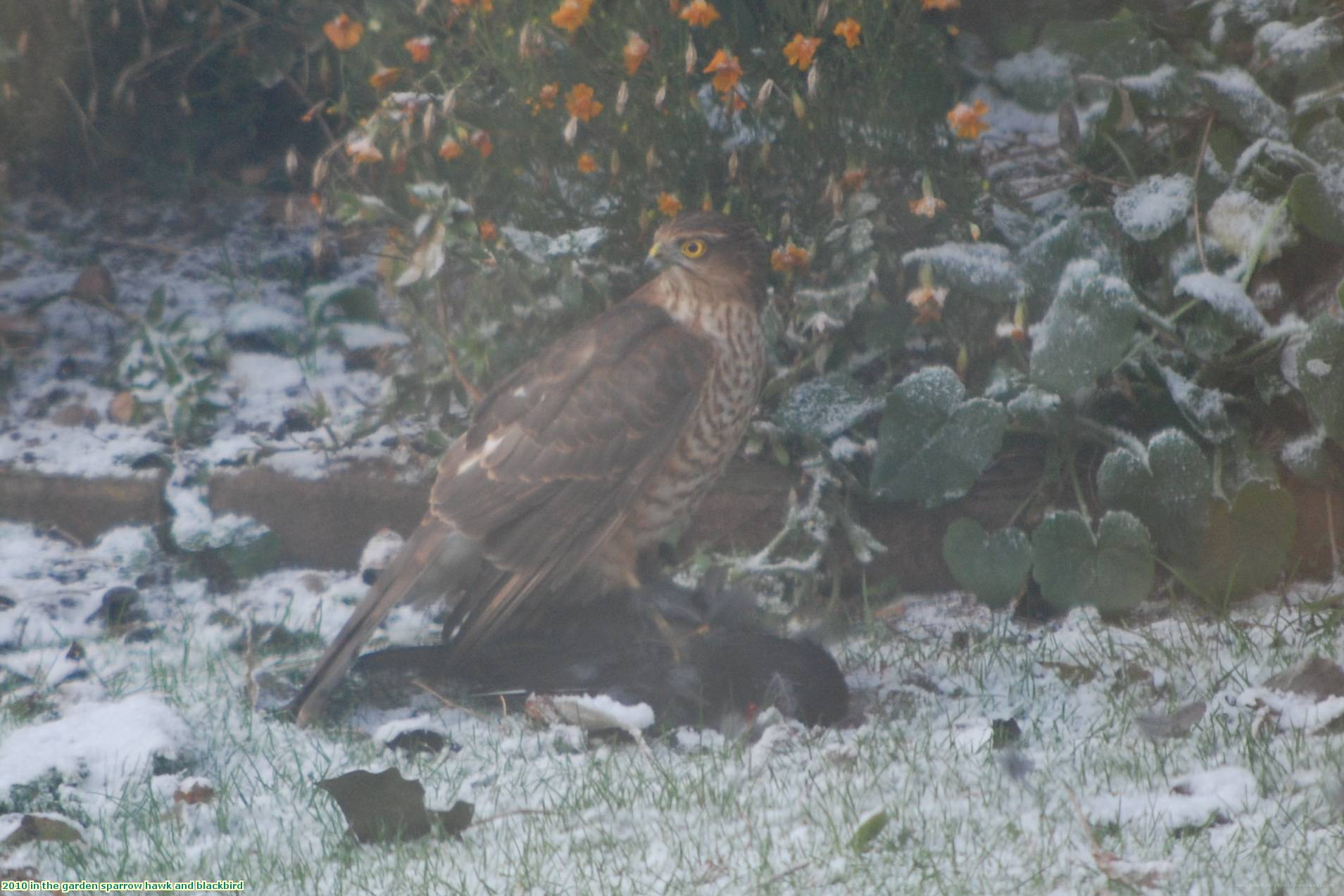 2010 in the garden sparrow hawk and blackbird