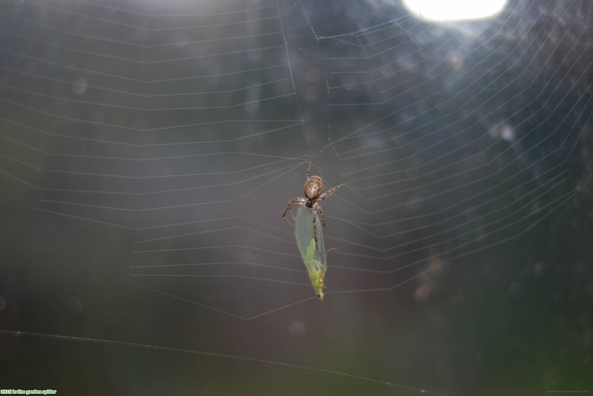 2010 in the garden spider