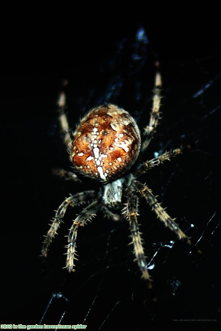 2010 in the garden harvestman spider