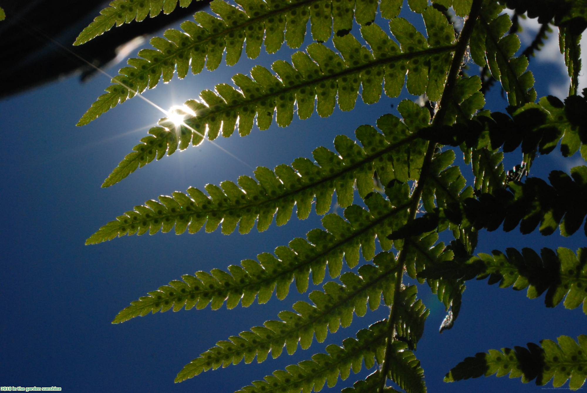 2010 in the garden sunshine