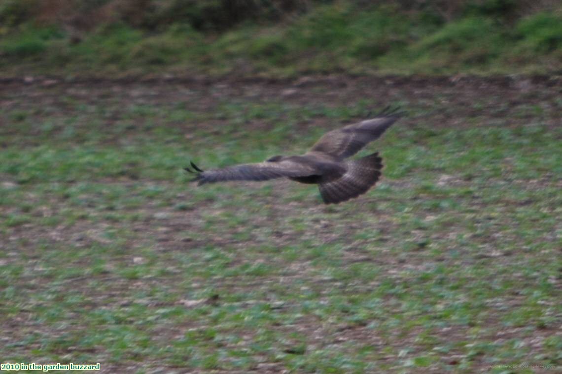 2010 in the garden buzzard