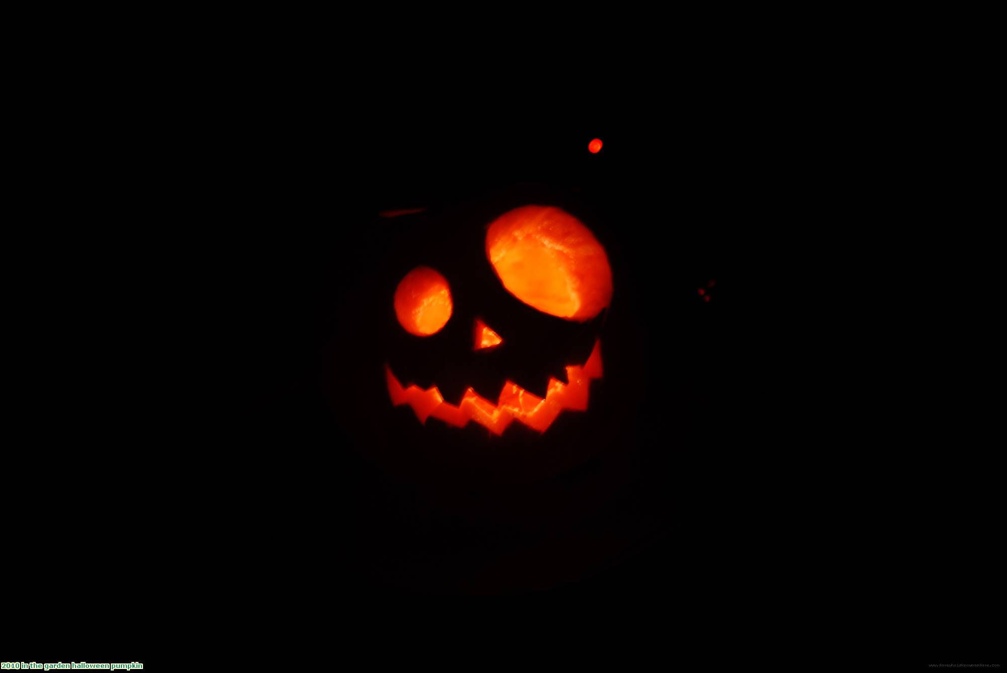 2010 in the garden halloween pumpkin