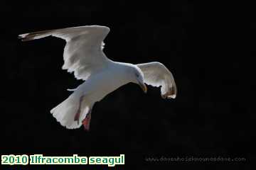  ilf 2010 Ilfracombe seagul