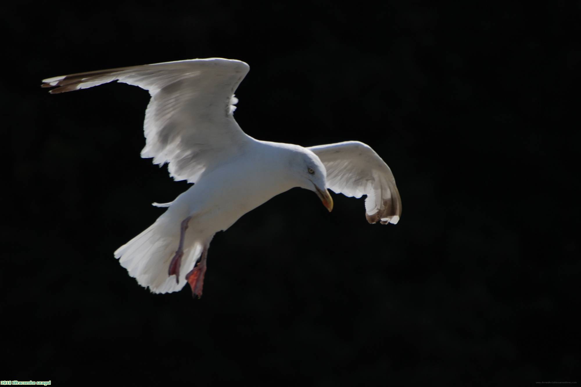 2010 Ilfracombe seagul