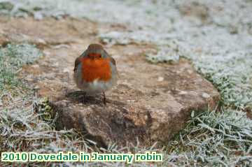  jan 2010 Dovedale in January robin