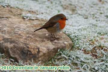  jan 2010 Dovedale in January robin