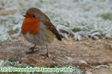  jan 2010 Dovedale in January robin