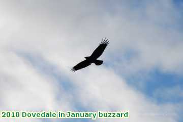  jan 2010 Dovedale in January buzzard