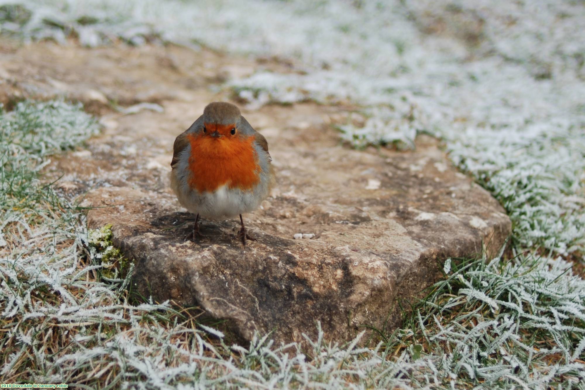 2010 Dovedale in January robin