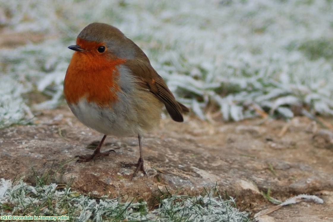 2010 Dovedale in January robin