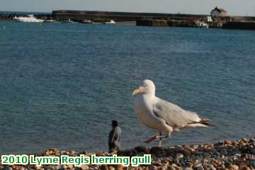  lyme 2010 Lyme Regis herring gull