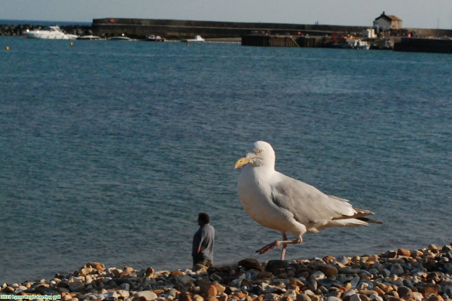 2010 Lyme Regis herring gull