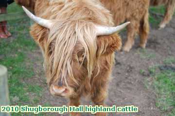  shug 2010 Shugborough Hall highland cattle