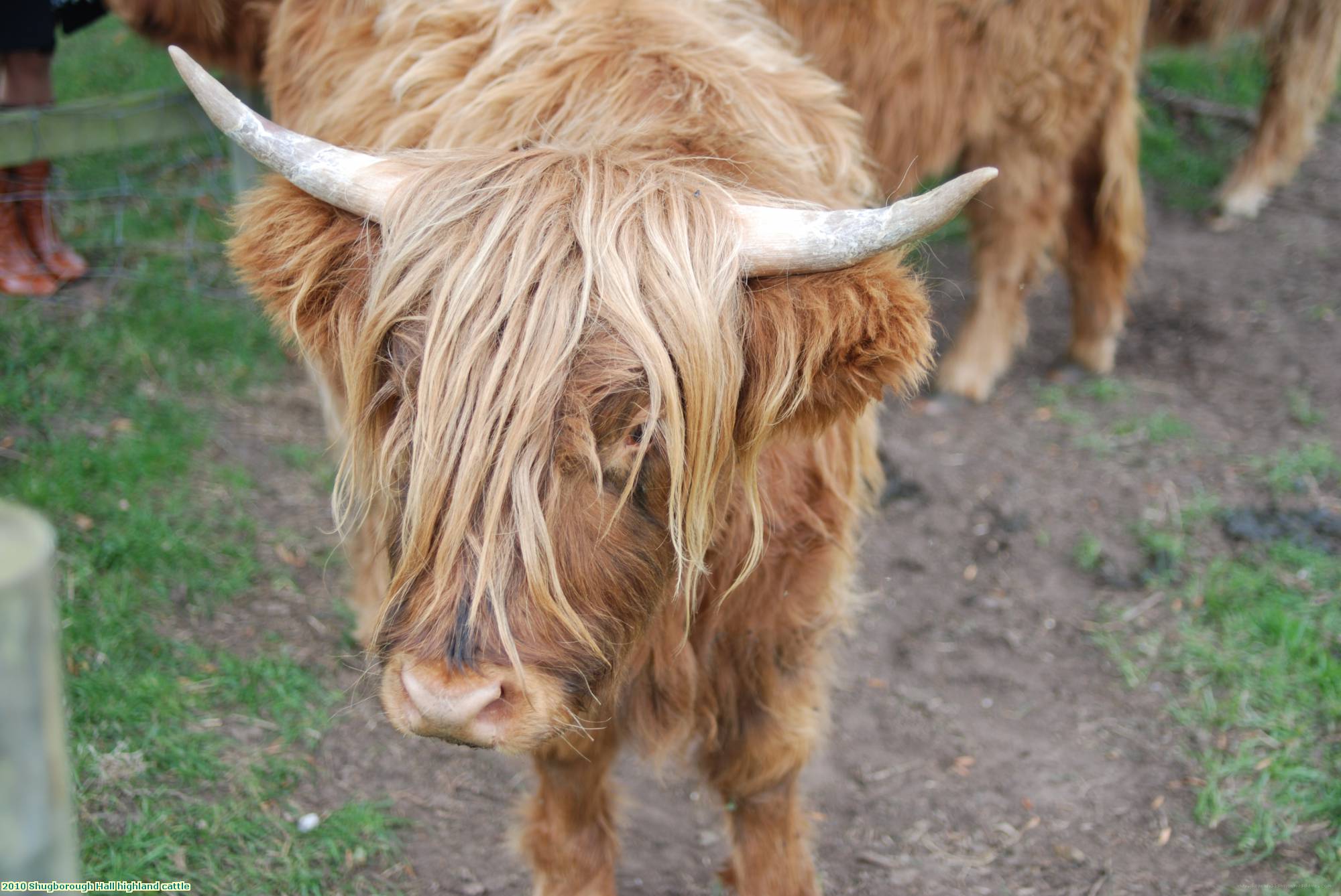 2010 Shugborough Hall highland cattle