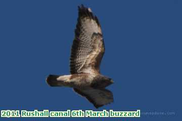  can 2011 Rushall canal 6th March buzzard