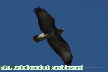  can 2011 Rushall canal 6th March buzzard