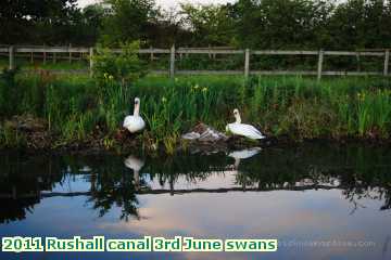  can 2011 Rushall canal 3rd June swans