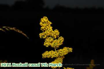  can 2011 Rushall canal 7th March