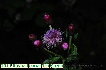  can 2011 Rushall canal 7th March