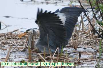  can 2011 Rushall canal 17th April heron