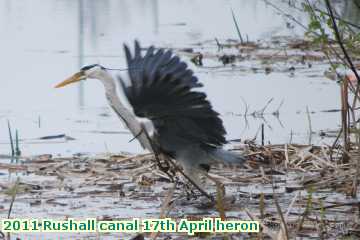  can 2011 Rushall canal 17th April heron