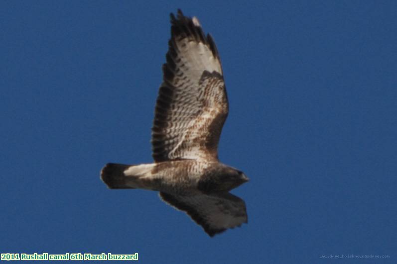 2011 Rushall canal 6th March buzzard