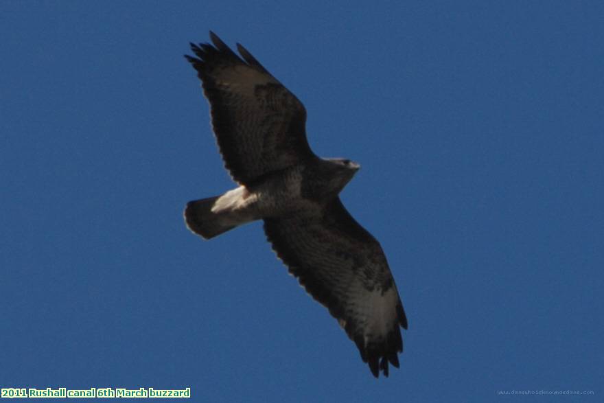 2011 Rushall canal 6th March buzzard