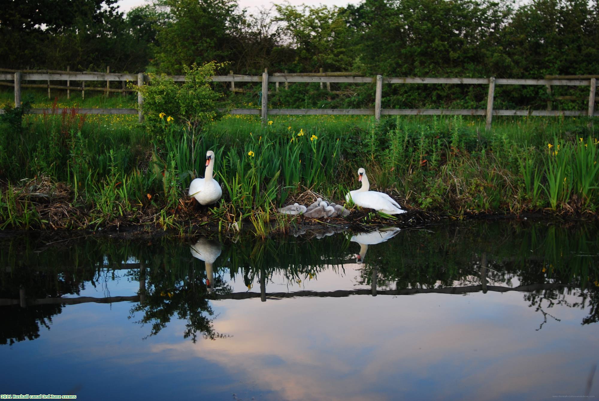 2011 Rushall canal 3rd June swans