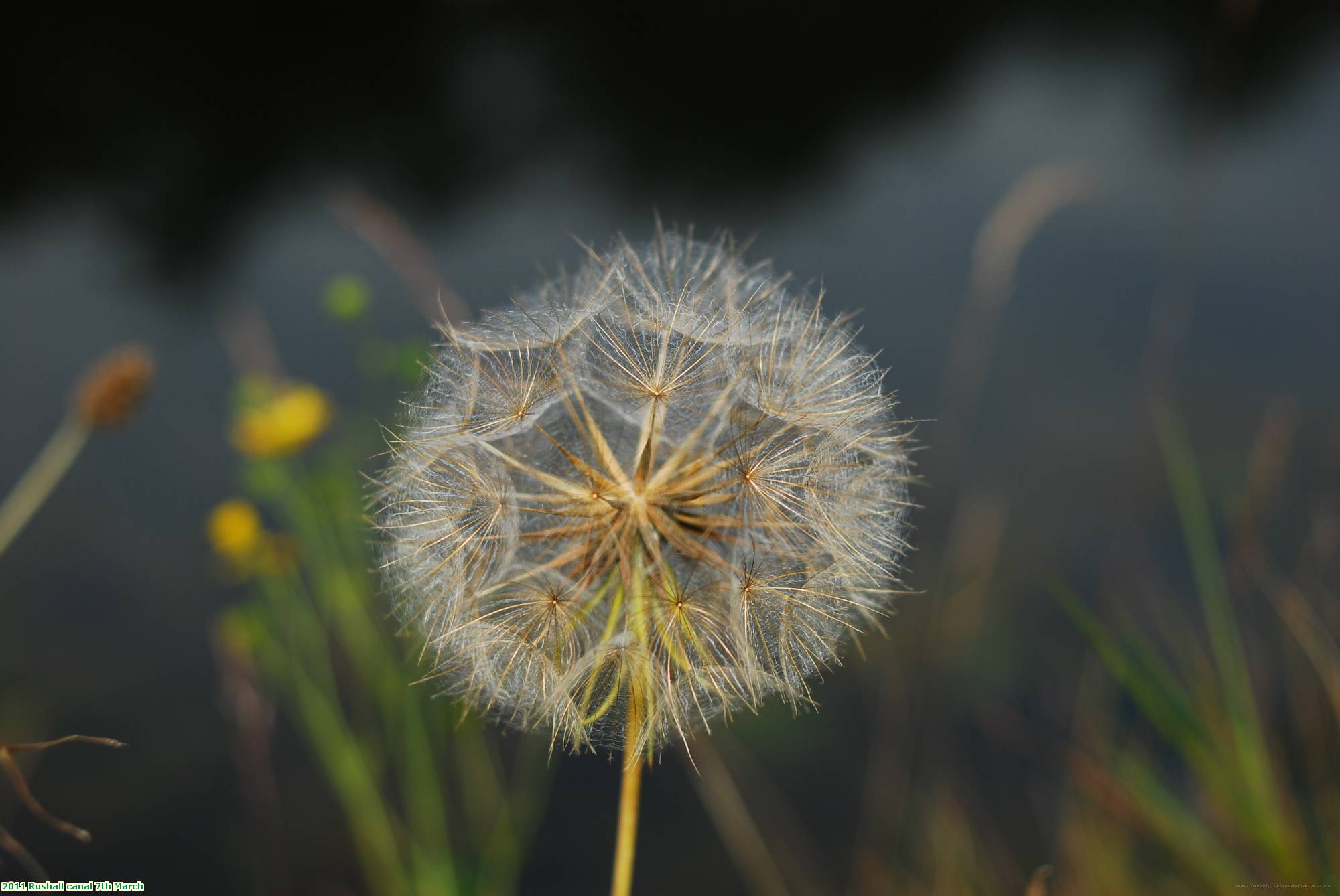 2011 Rushall canal 7th March