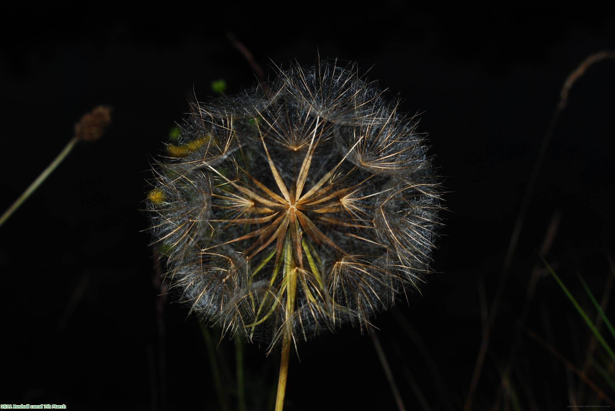 2011 Rushall canal 7th March