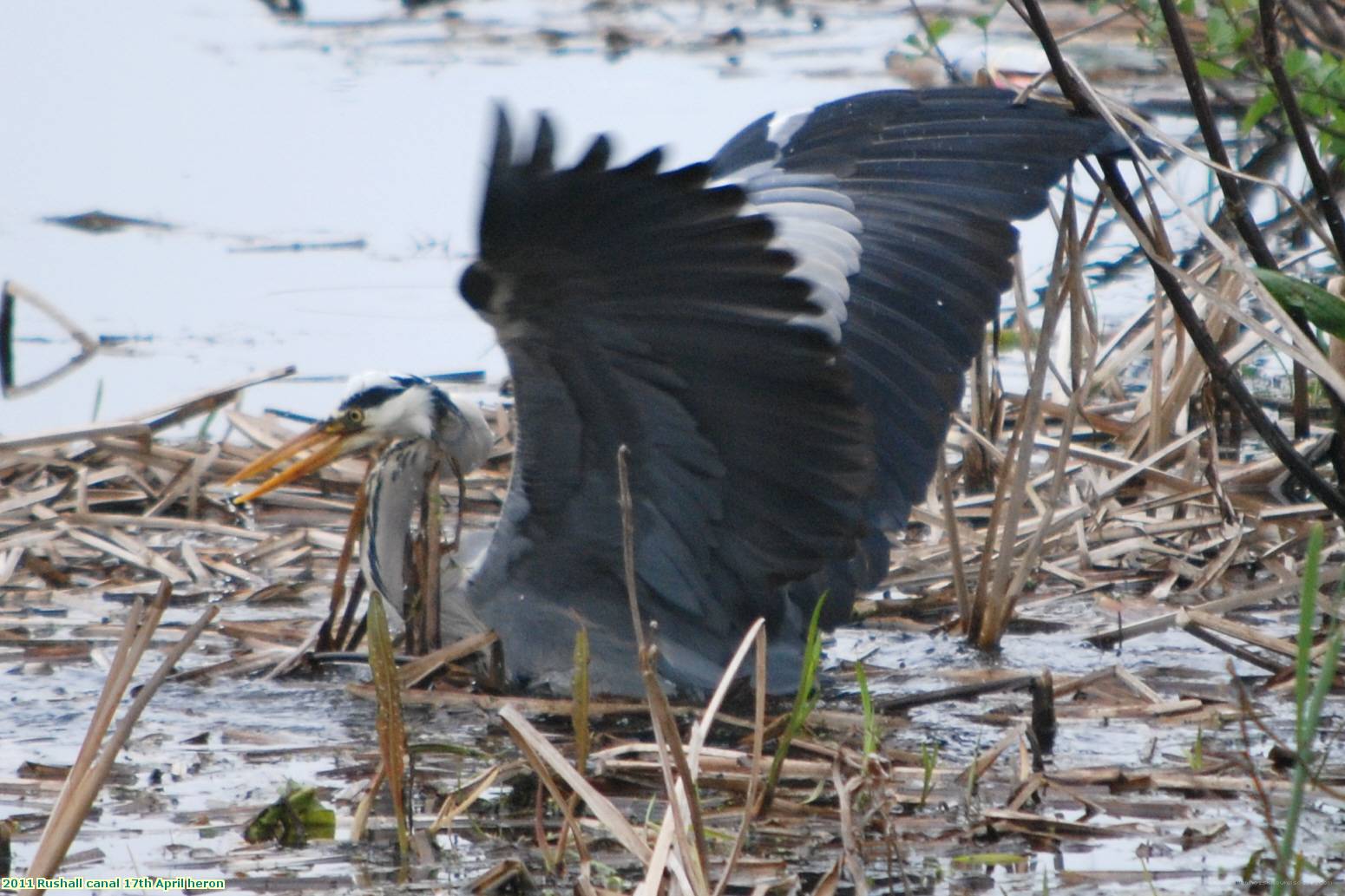 2011 Rushall canal 17th April heron