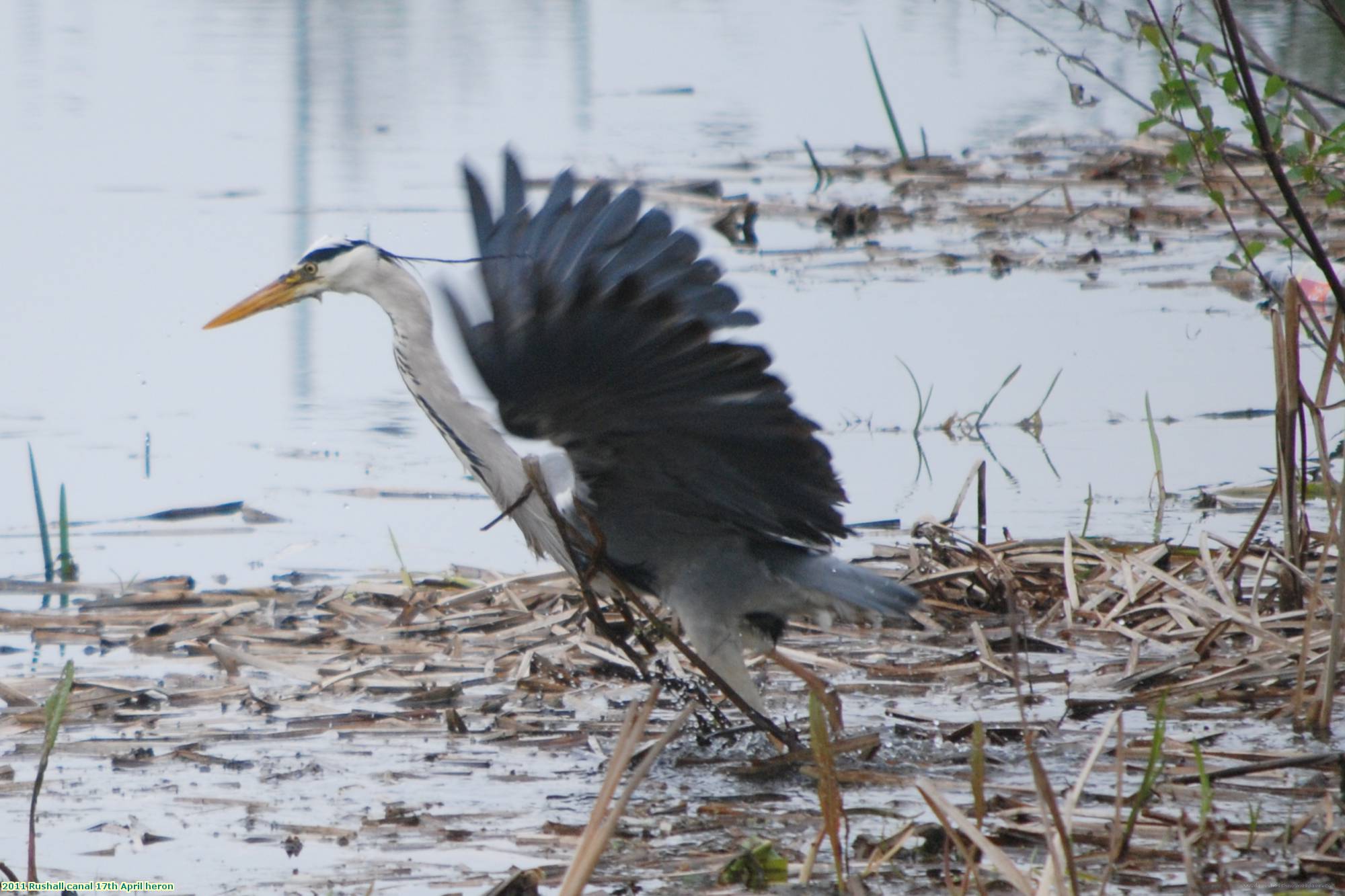 2011 Rushall canal 17th April heron