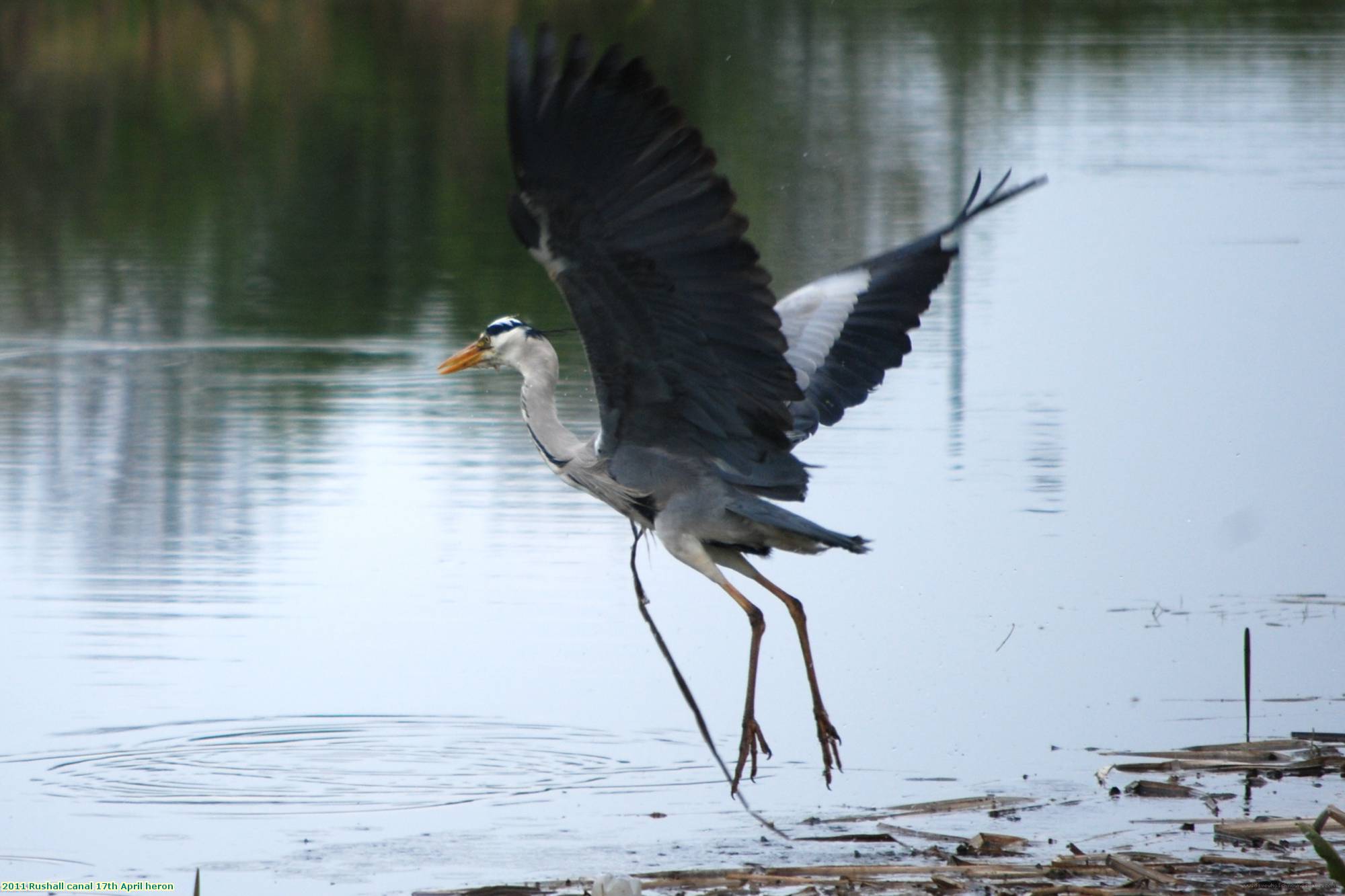 2011 Rushall canal 17th April heron