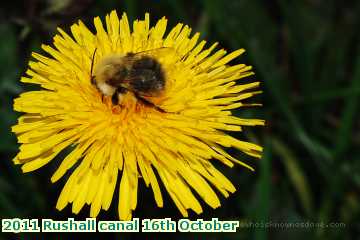  can2 2011 Rushall canal 16th October