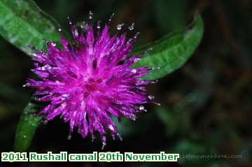  can2 2011 Rushall canal 20th November