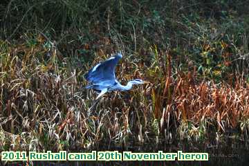  can2 2011 Rushall canal 20th November heron