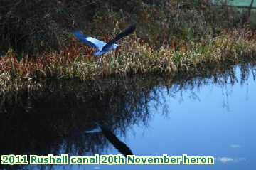  can2 2011 Rushall canal 20th November heron